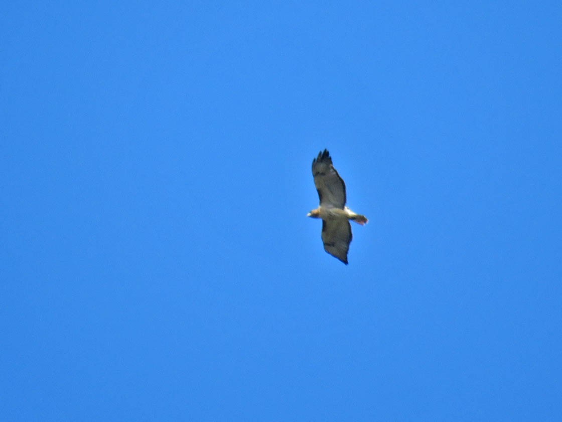 Red-tailed Hawk - ML270950241