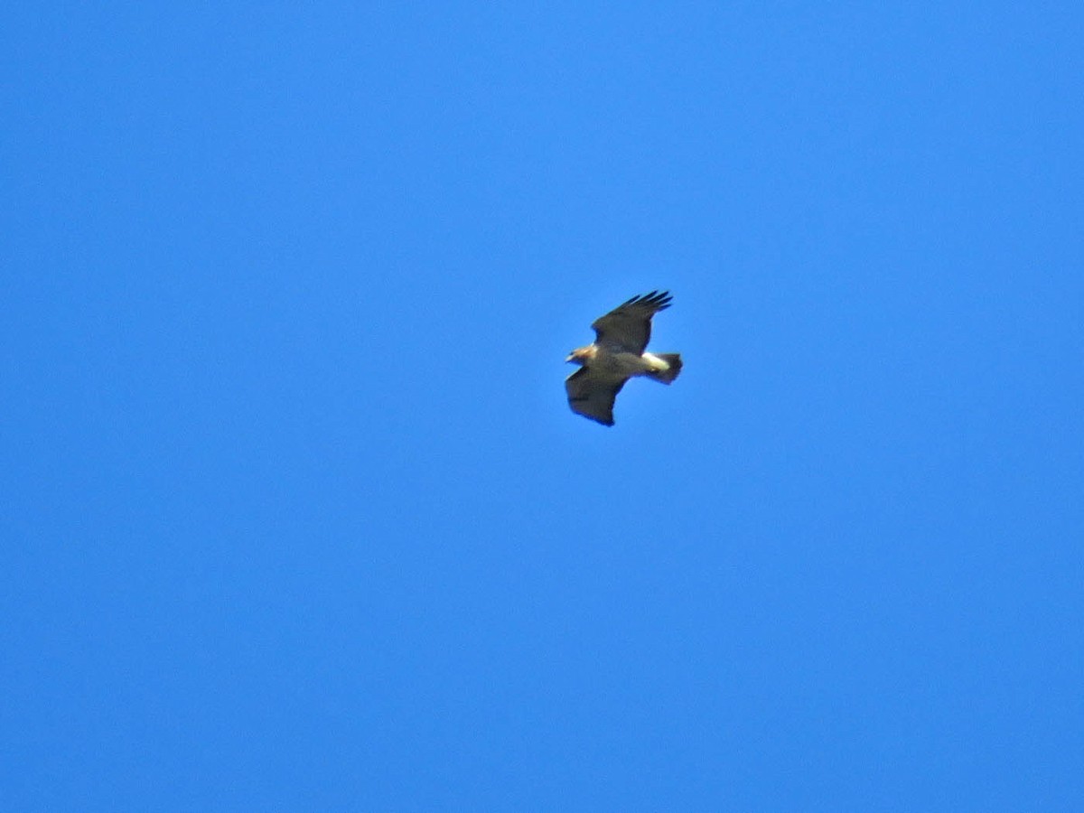 Red-tailed Hawk - ML270950251