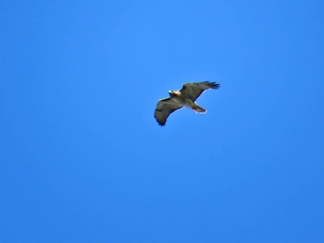 Red-tailed Hawk - ML270950301