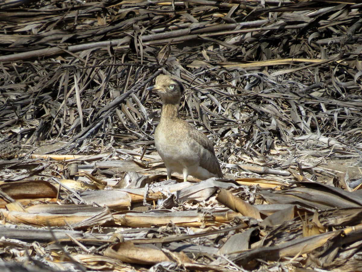 Peruvian Thick-knee - ML27095051