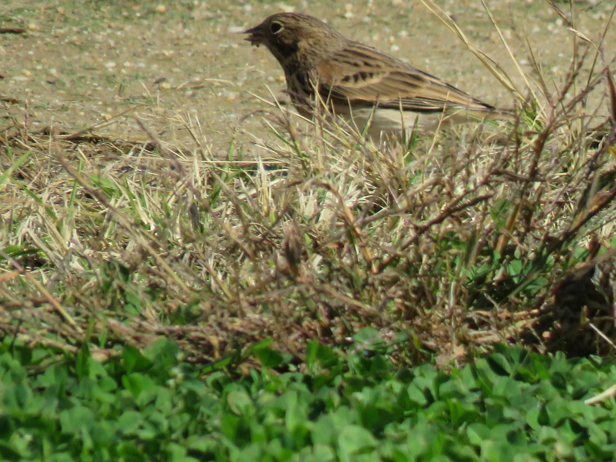 Vesper Sparrow - Tom Preston