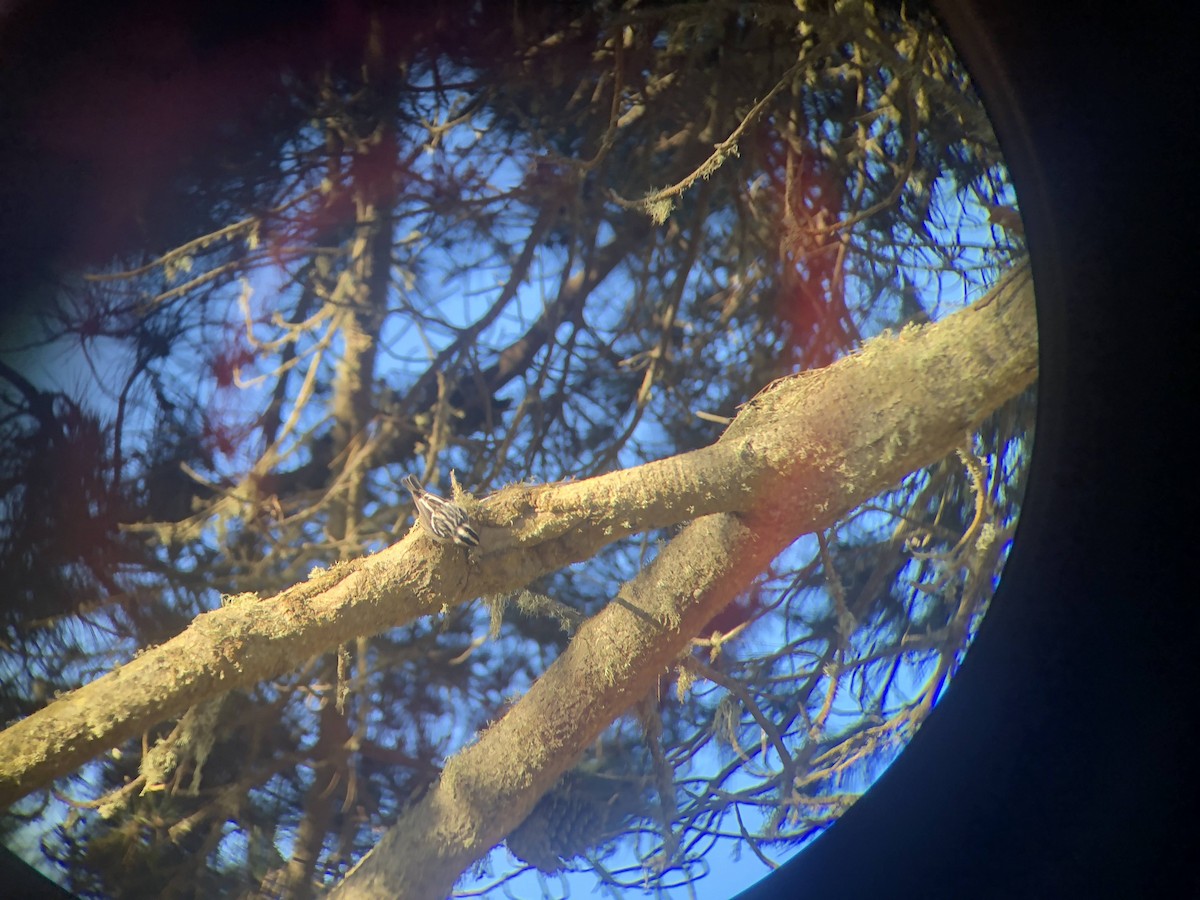 Black-and-white Warbler - ML270952291
