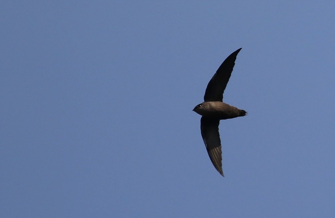 Chimney Swift - Tony Leukering