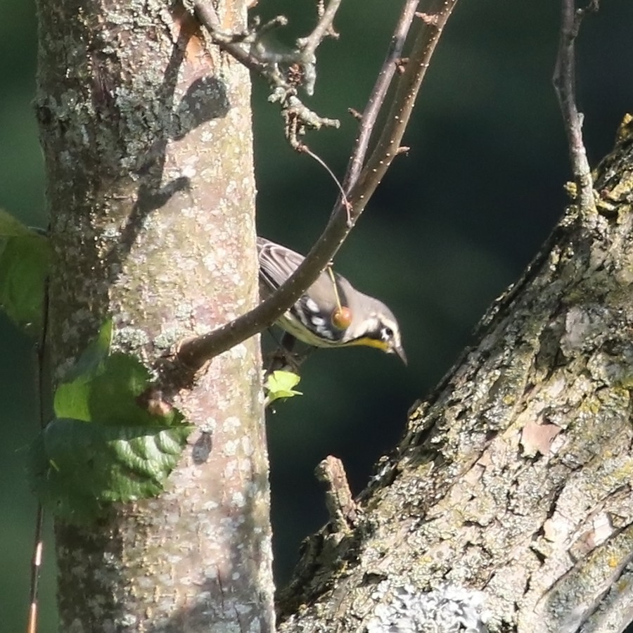 Goldkehl-Waldsänger - ML270953211