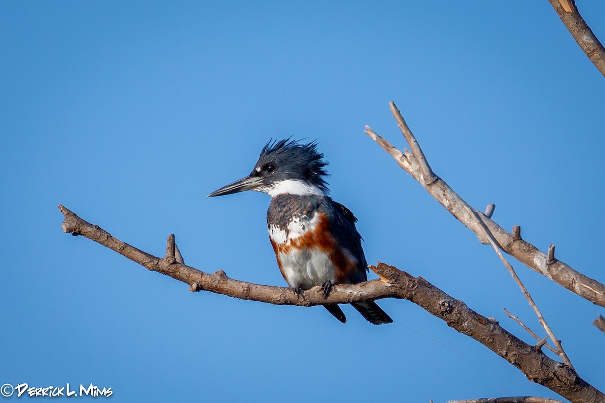 Belted Kingfisher - ML270954411