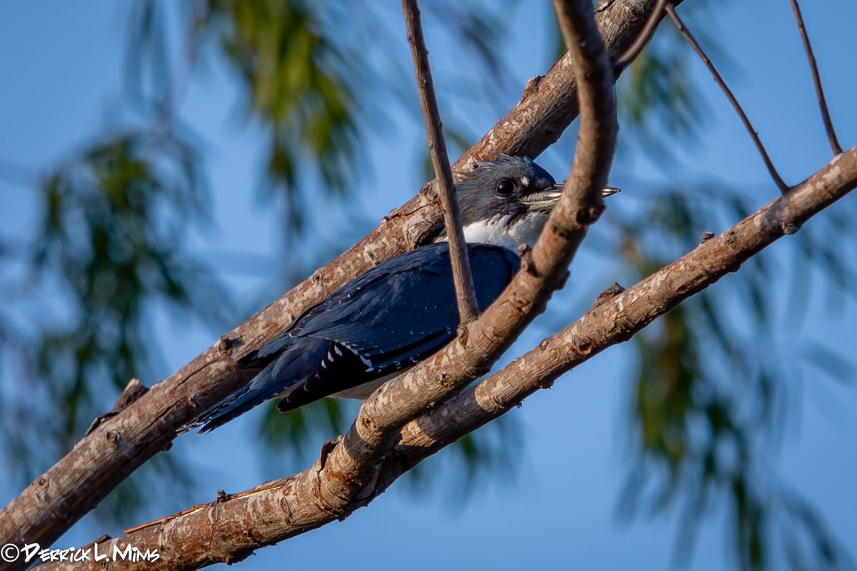 Belted Kingfisher - ML270954421