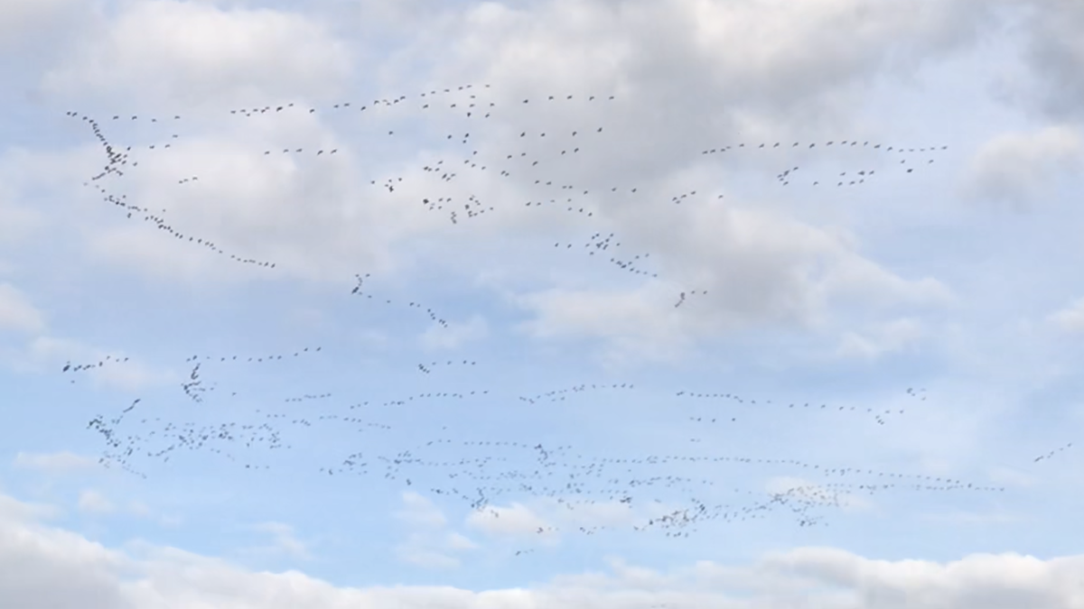 Pink-footed Goose - ML270956461