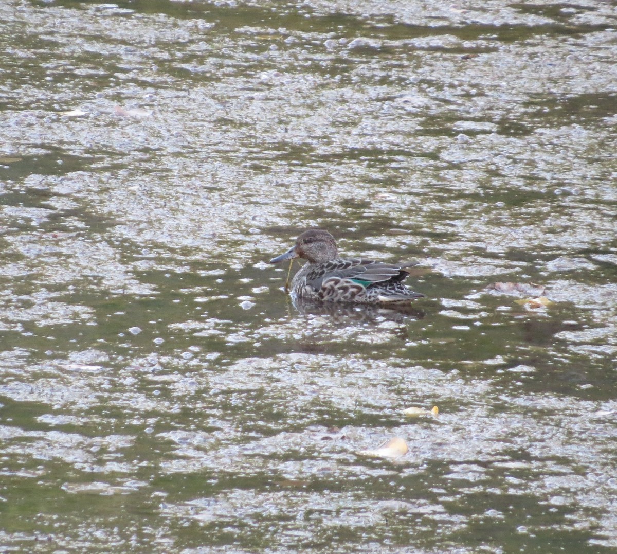 Green-winged Teal - ML270956881