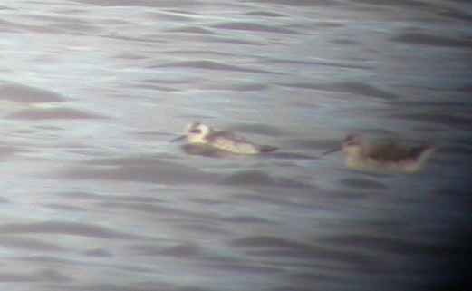 Red-necked Phalarope - ML270957161