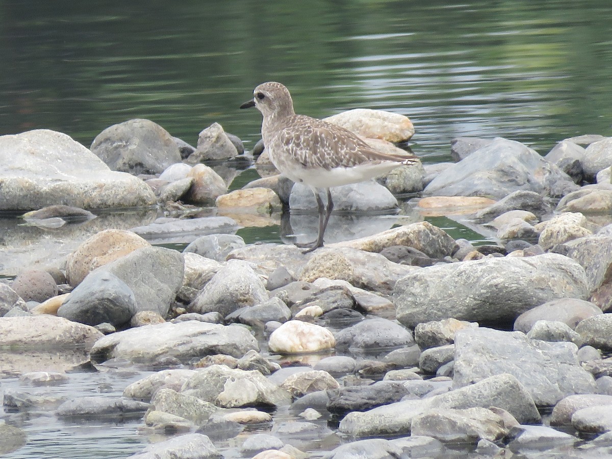 Black-bellied Plover - Roberto Downing