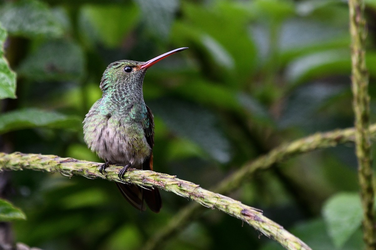 Rufous-tailed Hummingbird - ML270963591