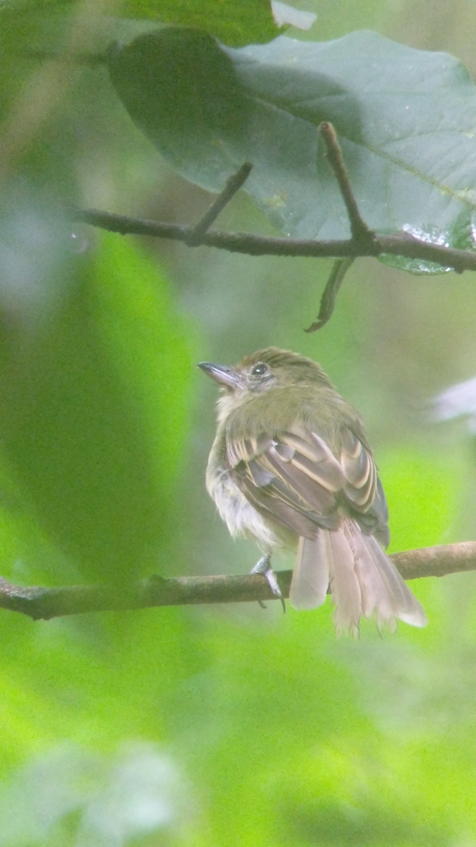 Western Olivaceous Flatbill - ML270963981