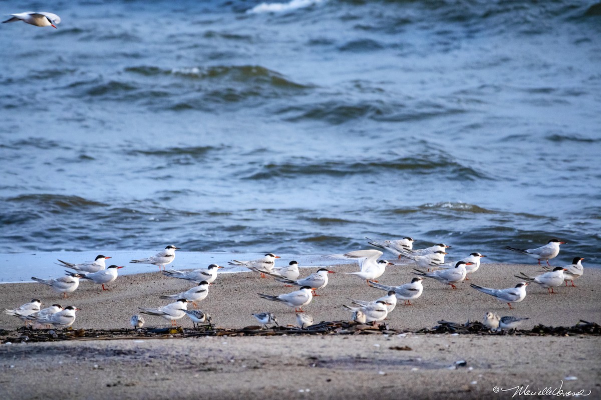 Common Tern - ML270964741