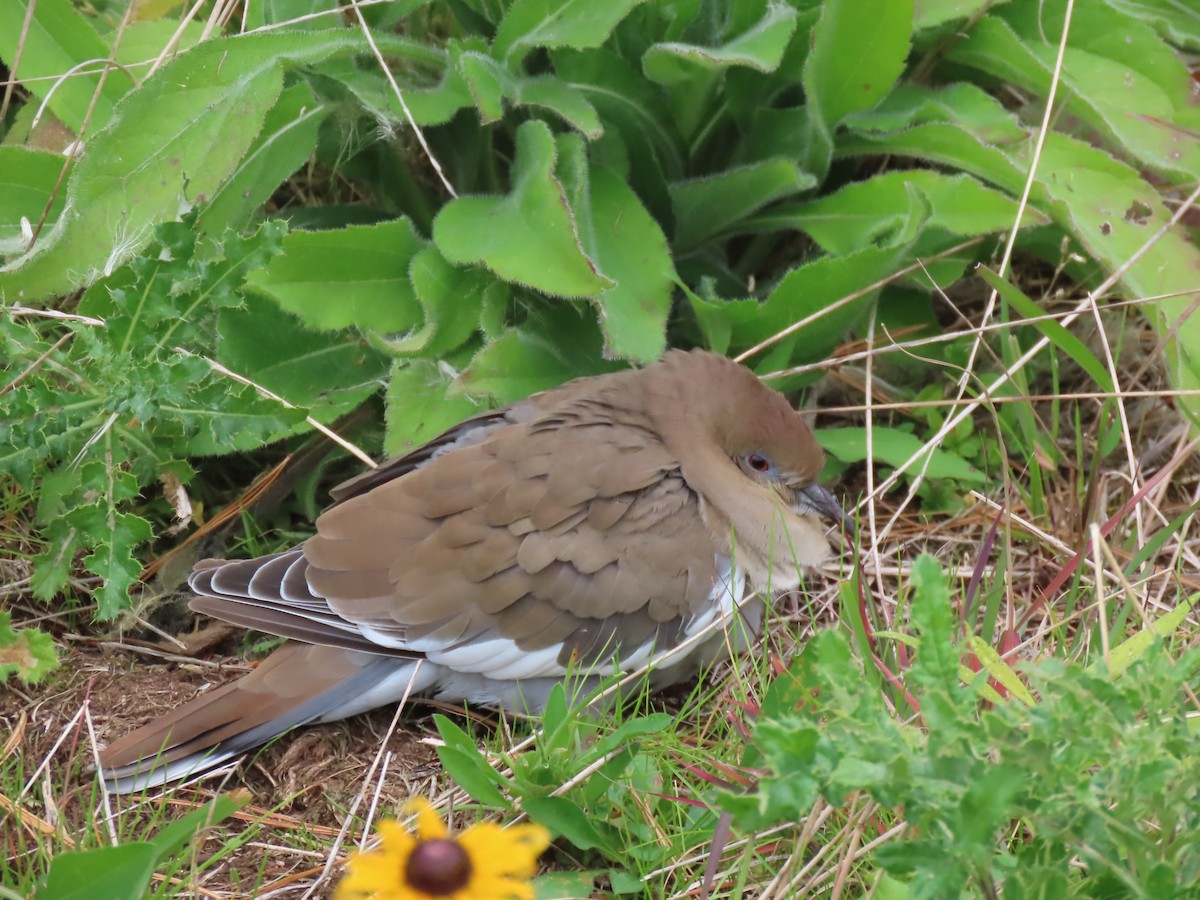 White-winged Dove - John O'Donnell