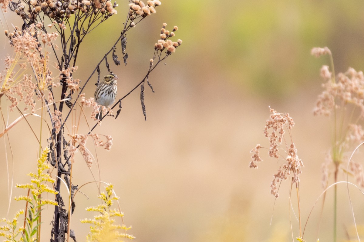 Savannah Sparrow - ML270966911