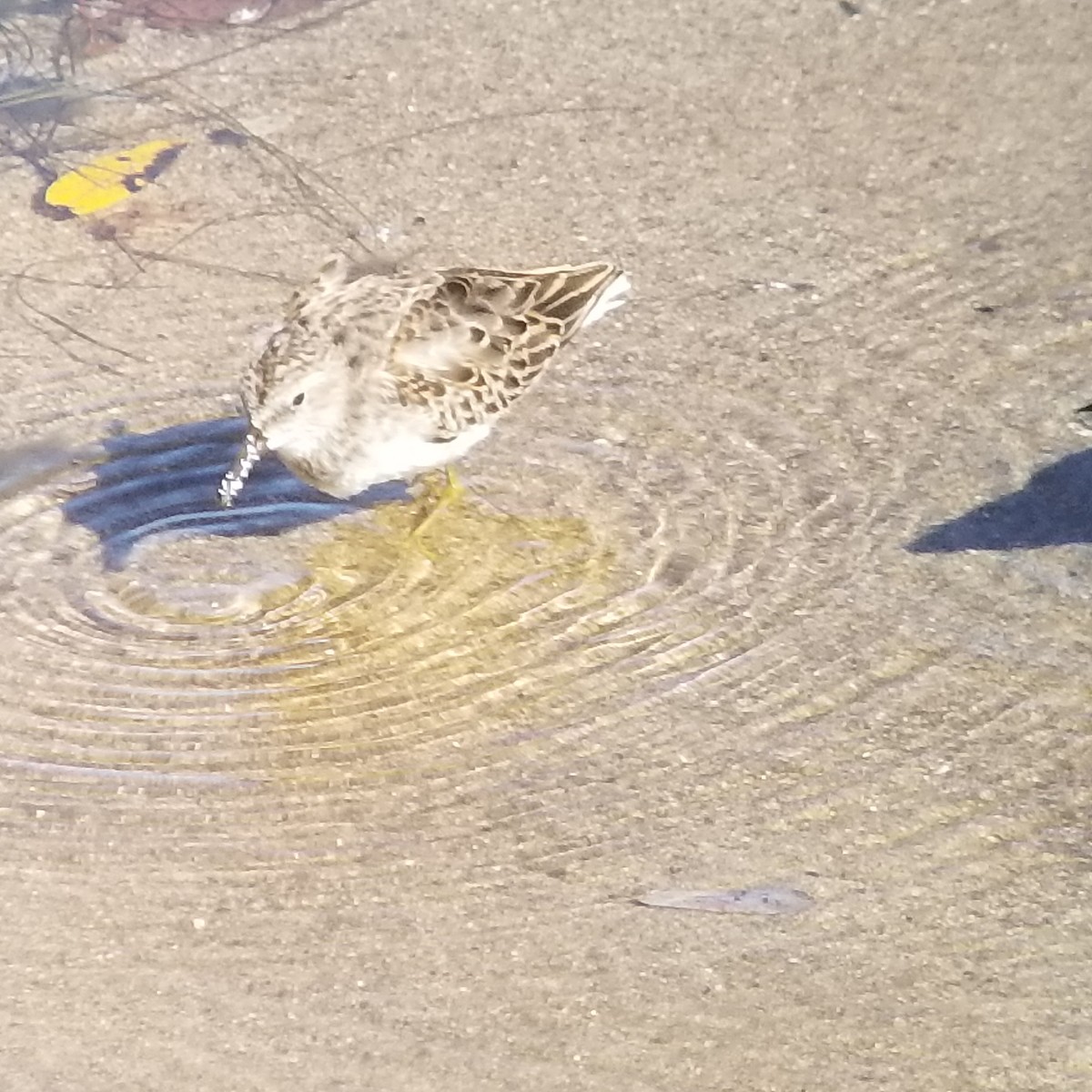 Least Sandpiper - ML270967821