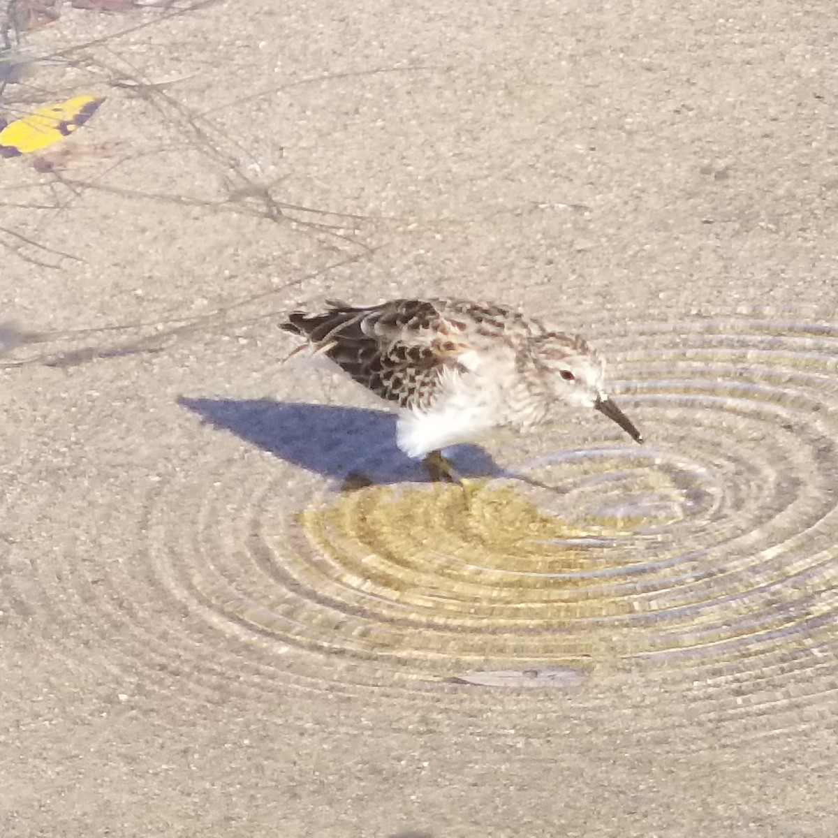 Least Sandpiper - ML270967851