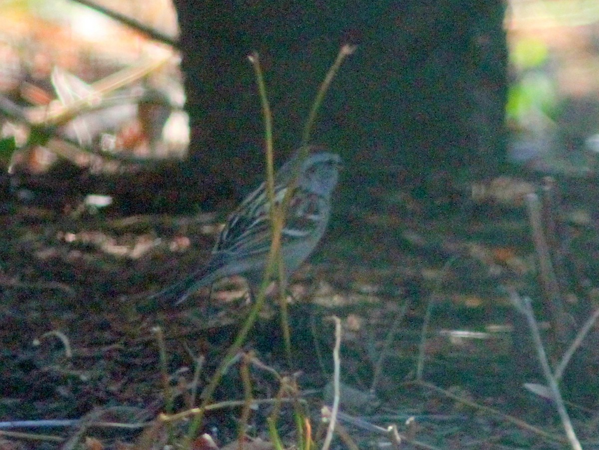 American Tree Sparrow - ML27096851