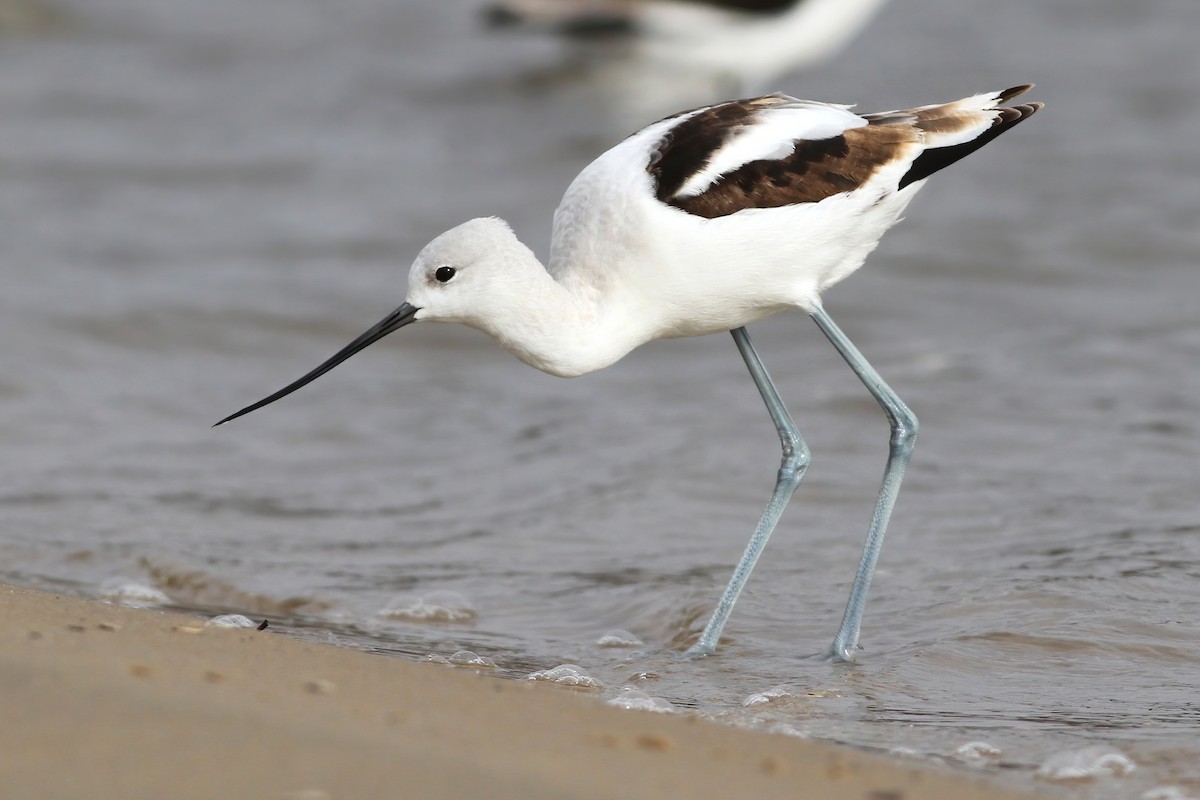 American Avocet - ML270969101