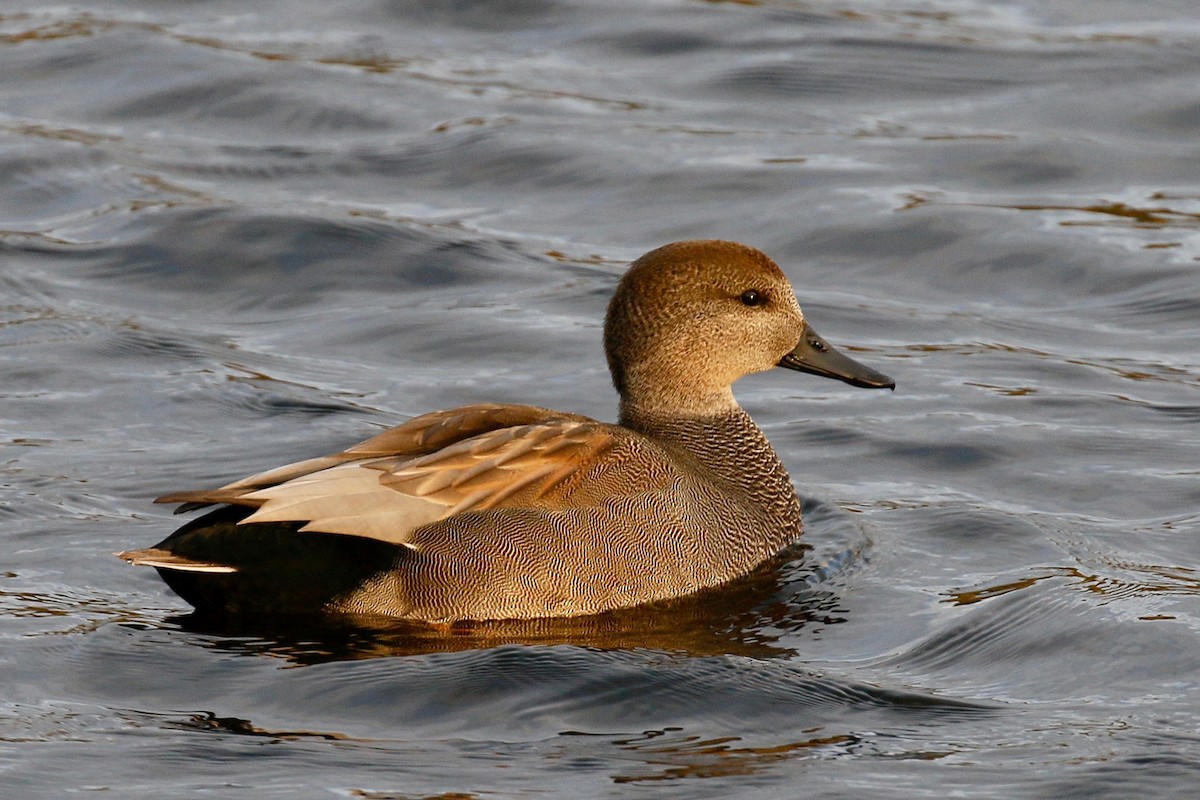 Gadwall - ML270972081