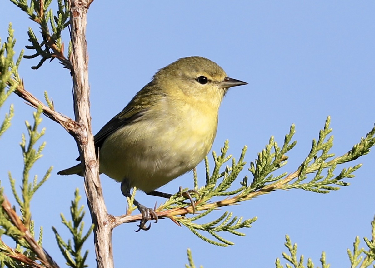 Tennessee Warbler - ML270972391