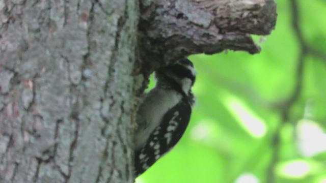 Downy Woodpecker (Eastern) - ML270972971