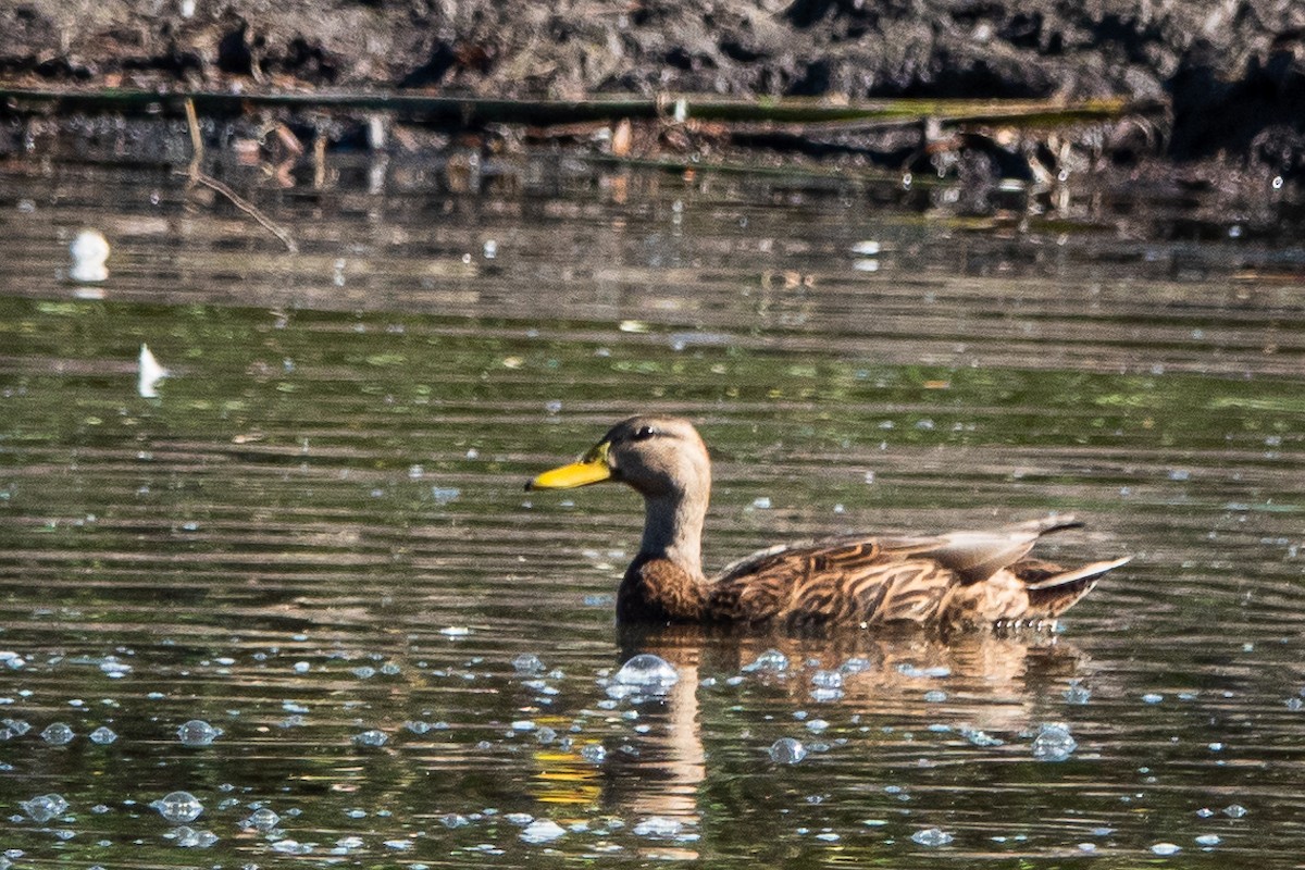 Mexican Duck - Shawn Cooper