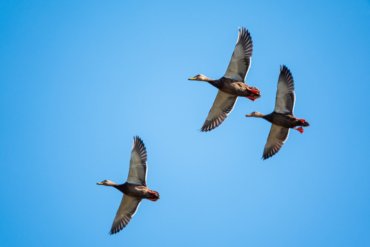 Mexican Duck - ML270974941