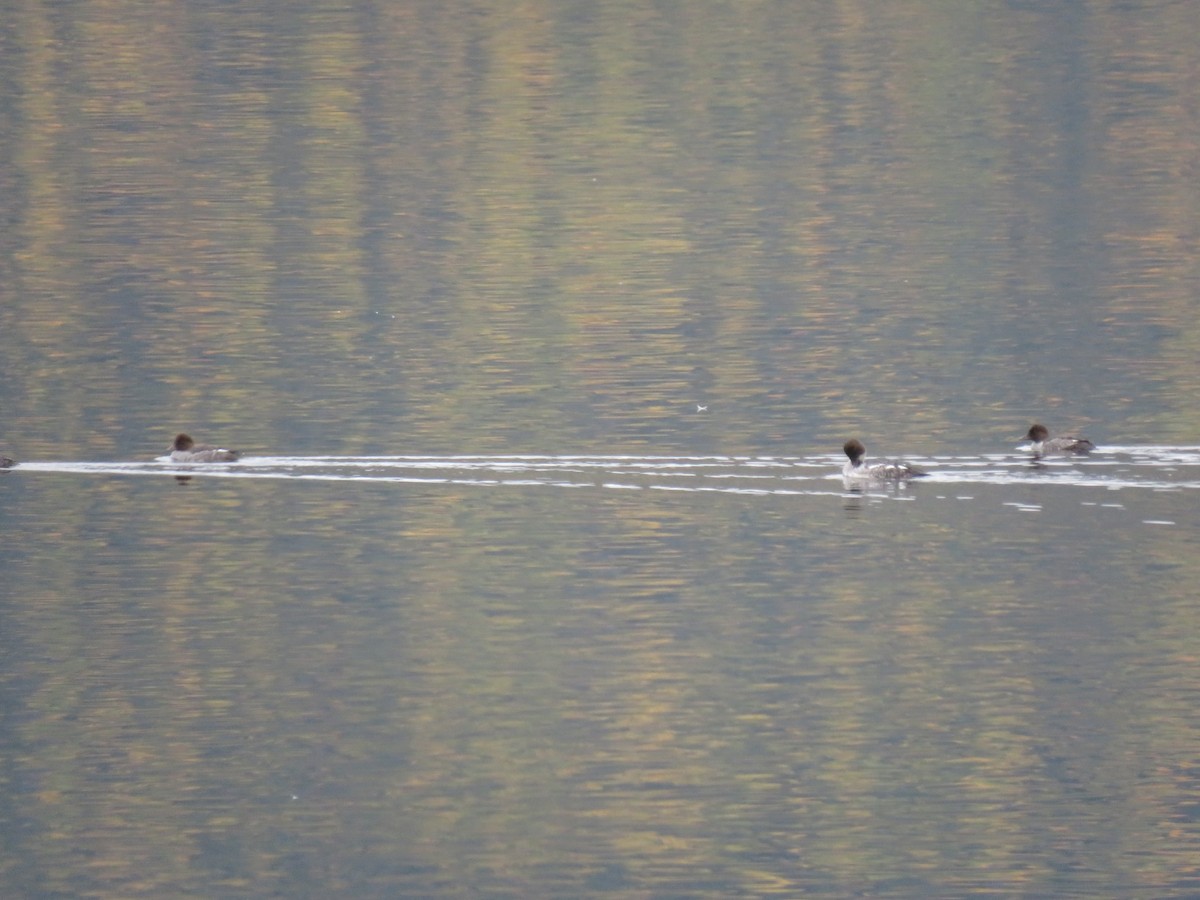 Common Goldeneye - ML270976011