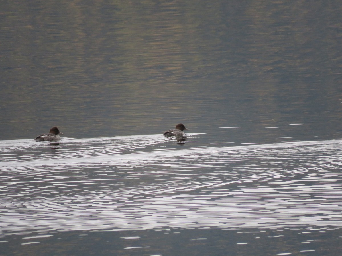 Common Goldeneye - ML270976021