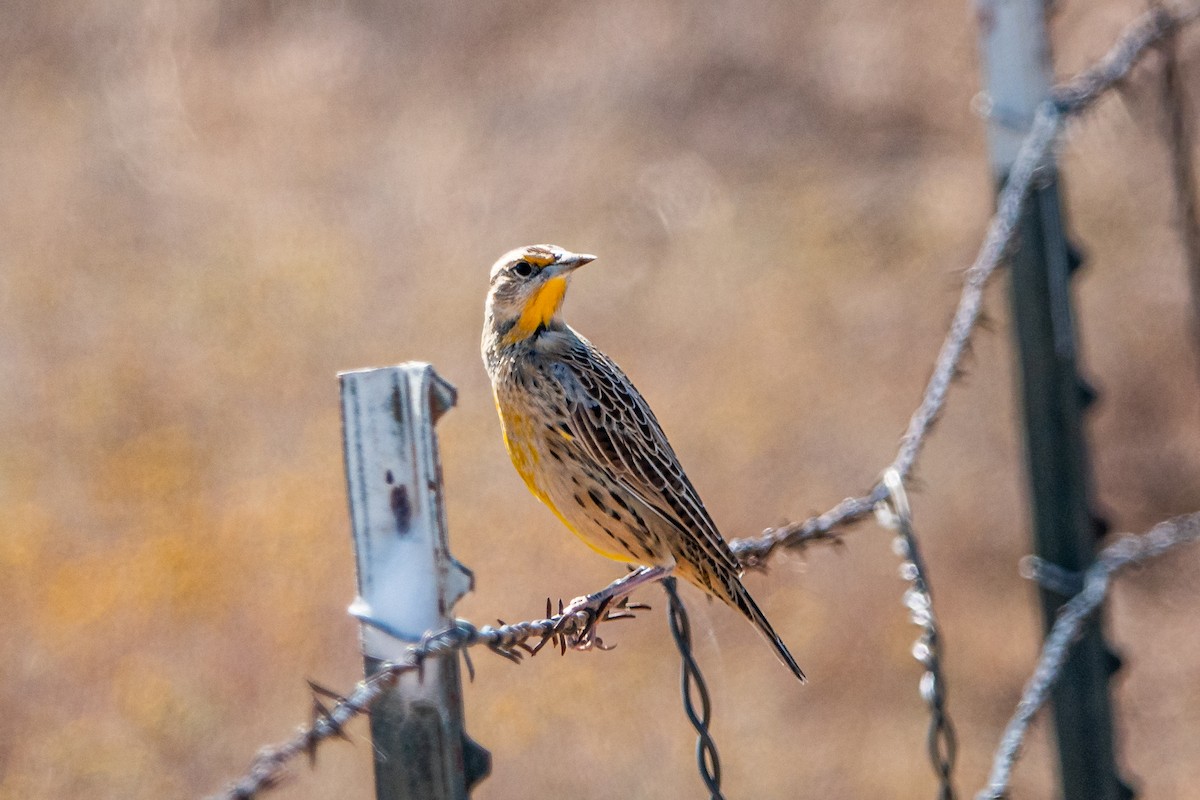 Chihuahuan Meadowlark - ML270977571