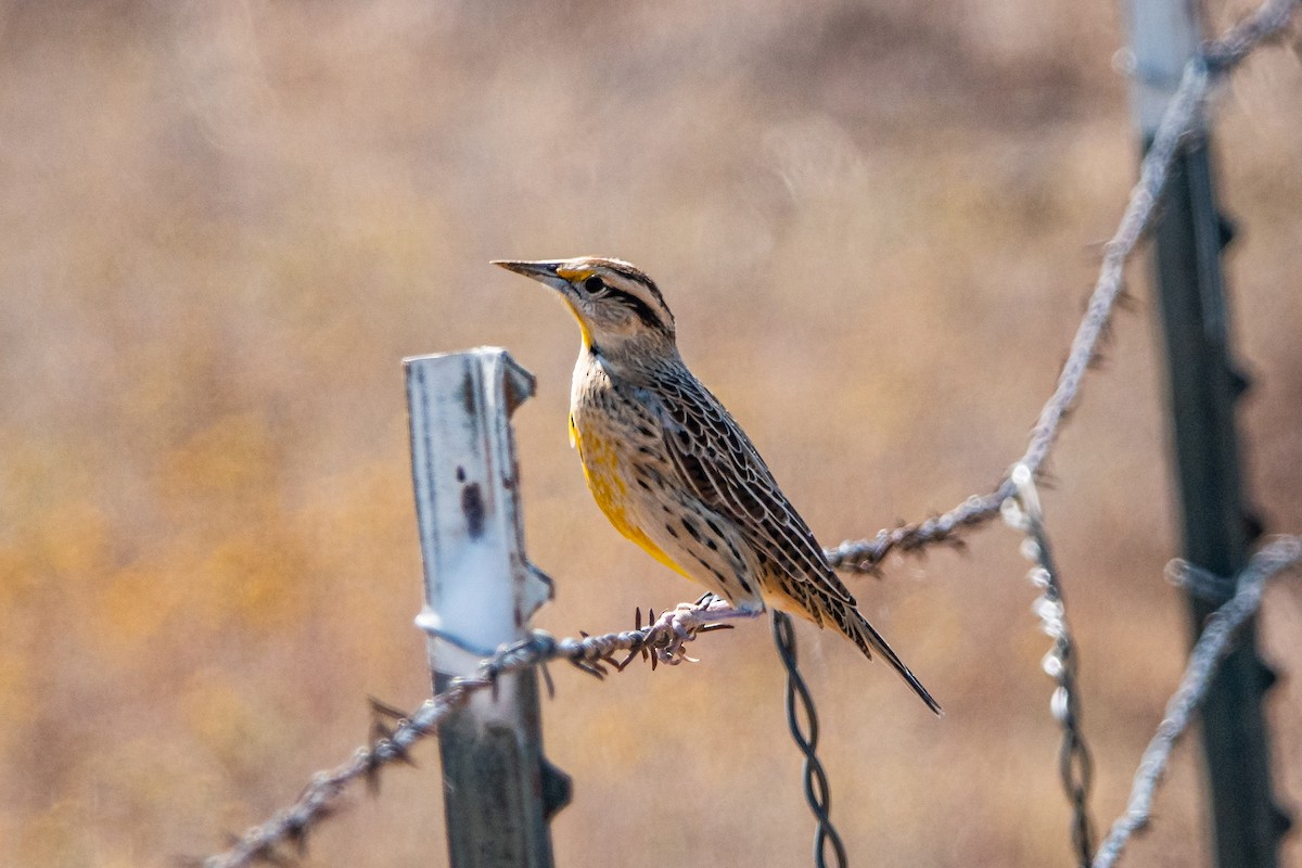 Chihuahuan Meadowlark - ML270977641