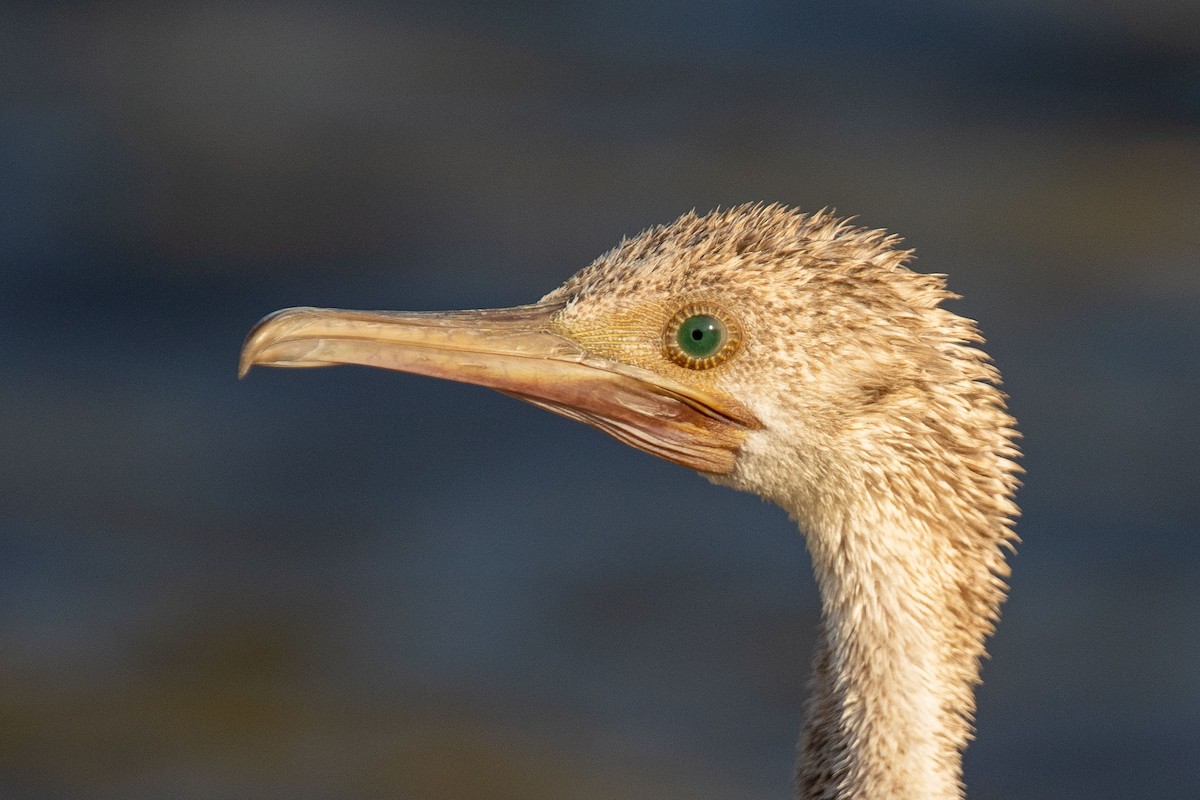 Socotra Cormorant - ML270978431