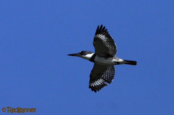 Martin-pêcheur d'Amérique - ML27097871