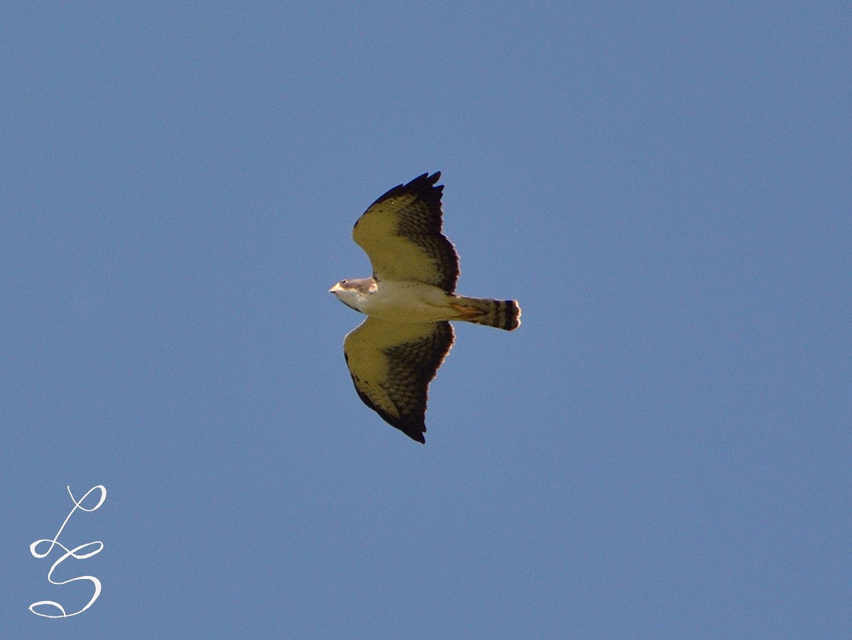 Short-tailed Hawk - ML27097991