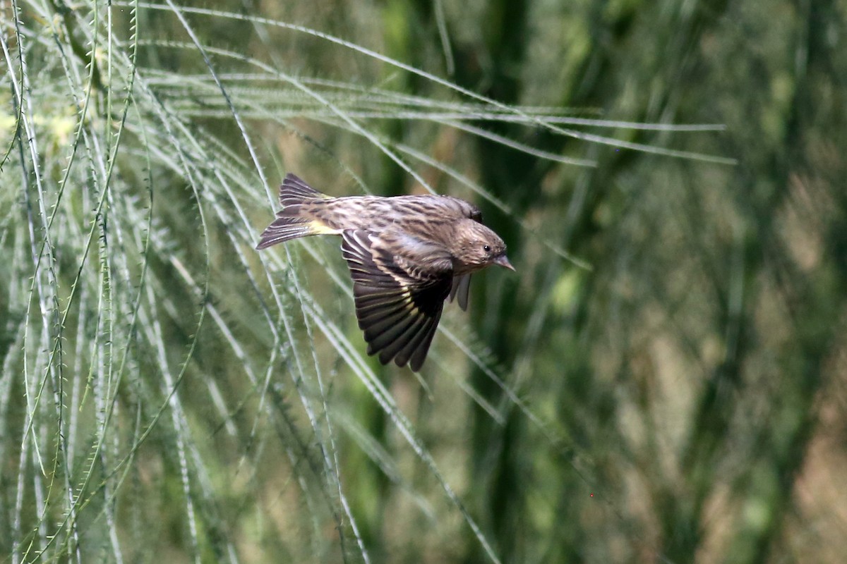 Pine Siskin - ML270982561