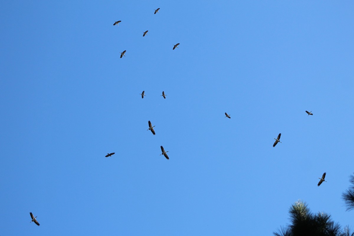 Wood Stork - ML270982571