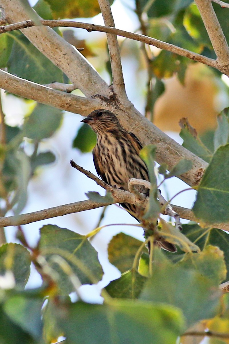 Pine Siskin - ML270982591