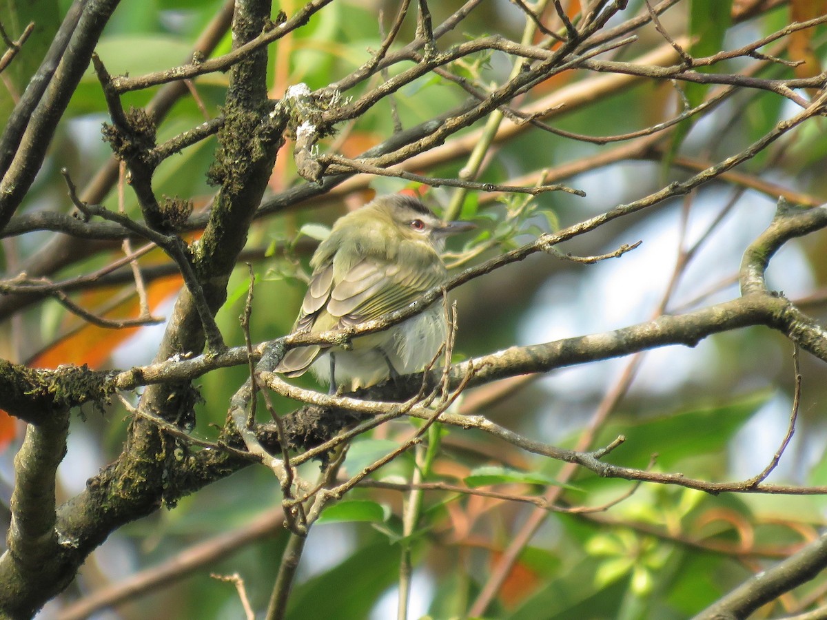 Red-eyed Vireo - ML27098331