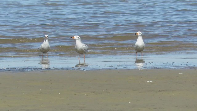 Snowy-crowned Tern - ML270983361