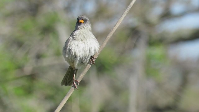 Great Pampa-Finch - ML270986011