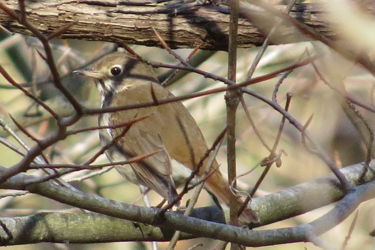 Hermit Thrush - ML27099021