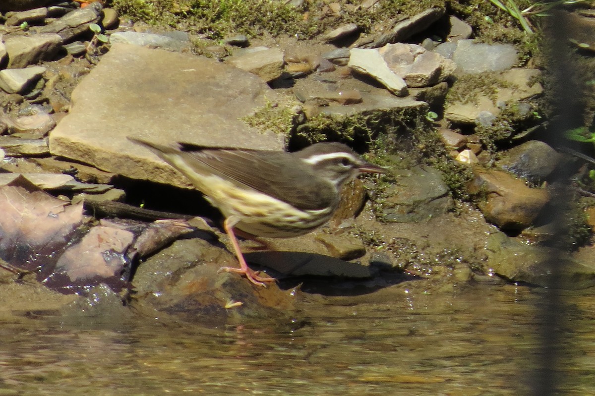 Louisiana Waterthrush - ML27099041