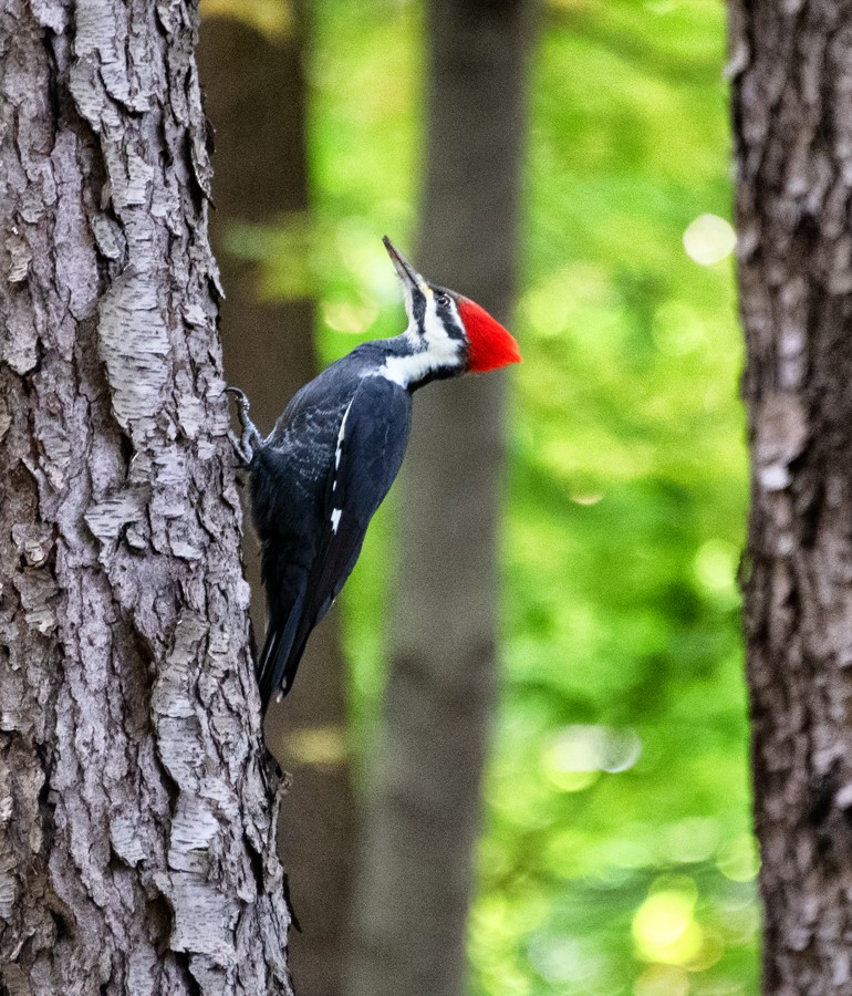 Pileated Woodpecker - ML270992061