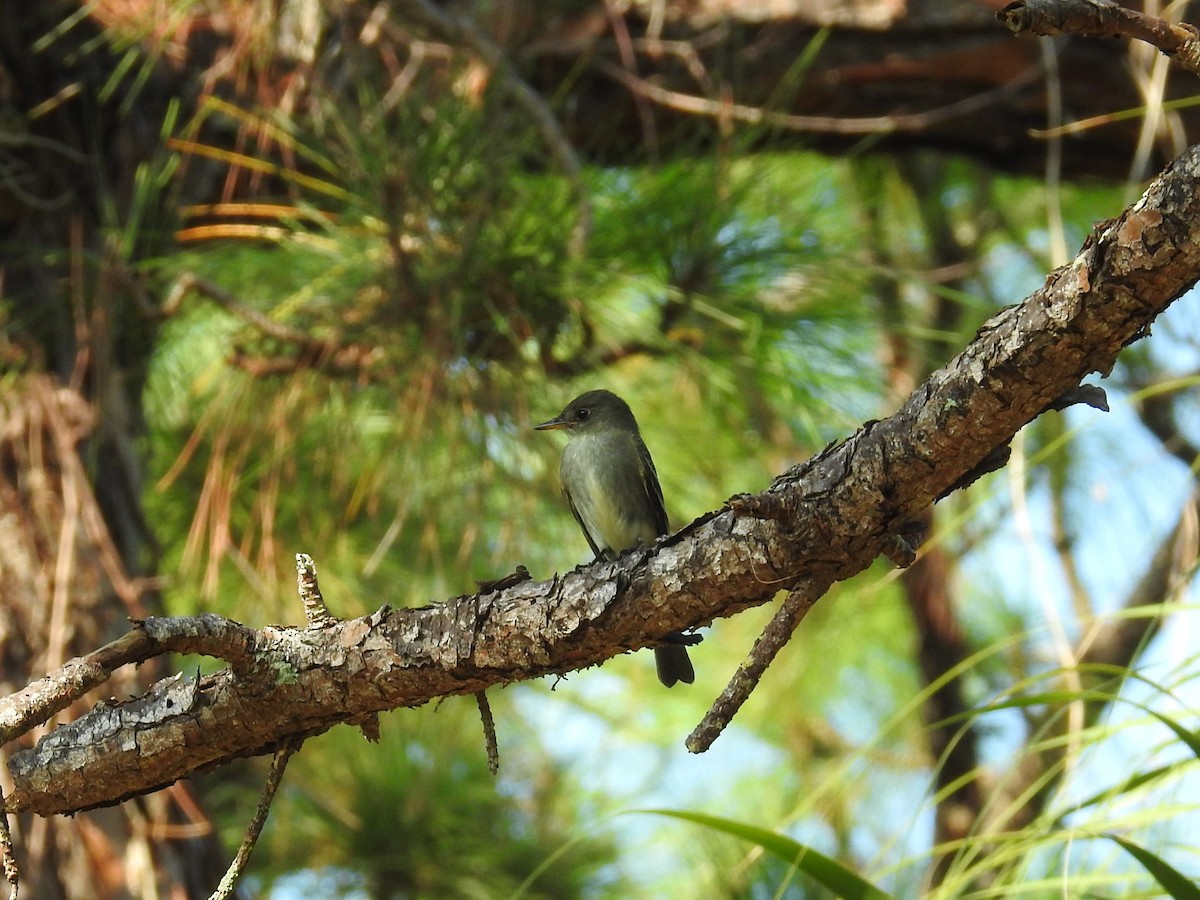 Eastern Wood-Pewee - Paul Waton