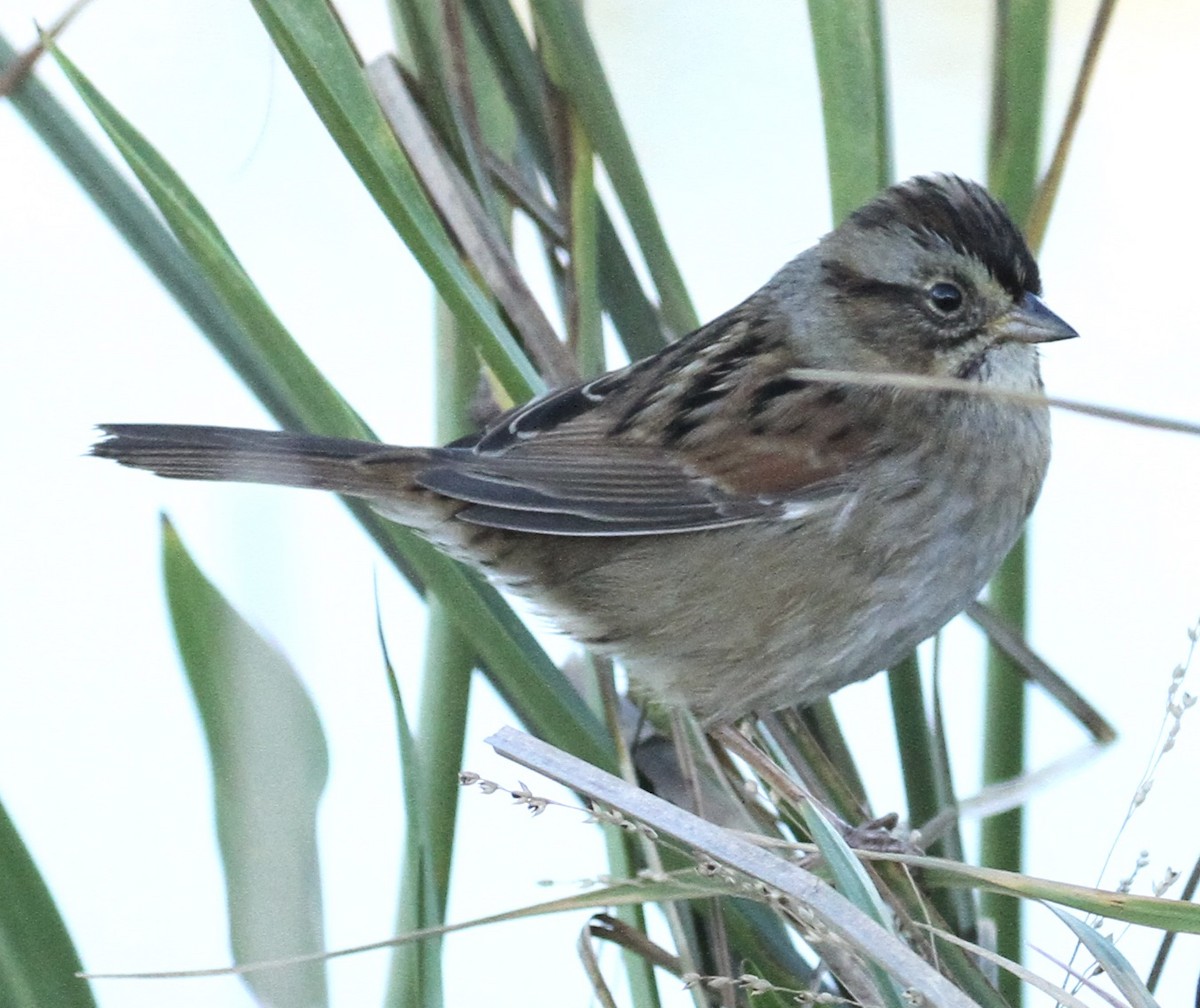 Swamp Sparrow - ML270993861