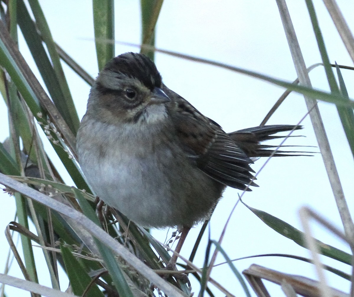 Swamp Sparrow - ML270993871