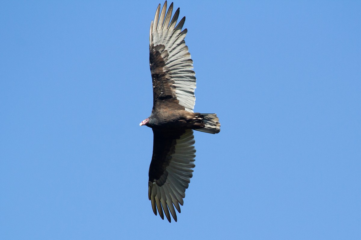 Turkey Vulture - ML270995621