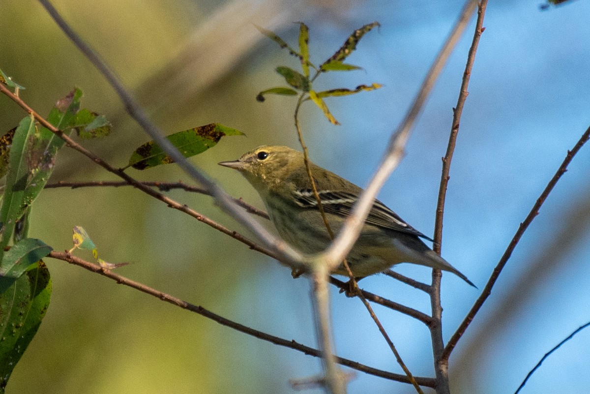 Blackpoll Warbler - ML270996101