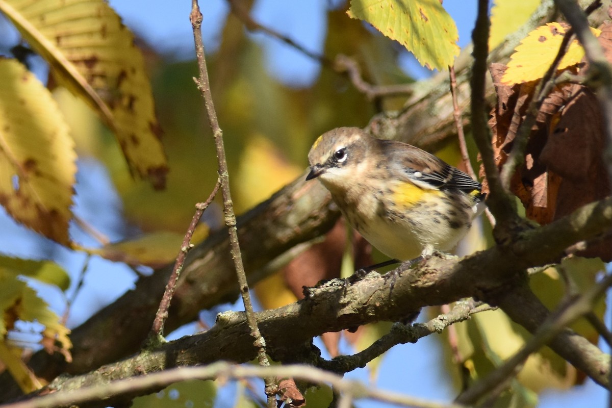 Yellow-rumped Warbler - Kazumi Ohira